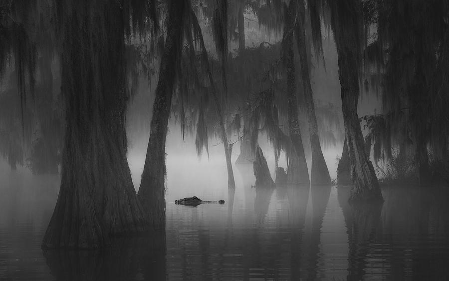 Nature Photograph - Alligator Swamp by Aidong Ning