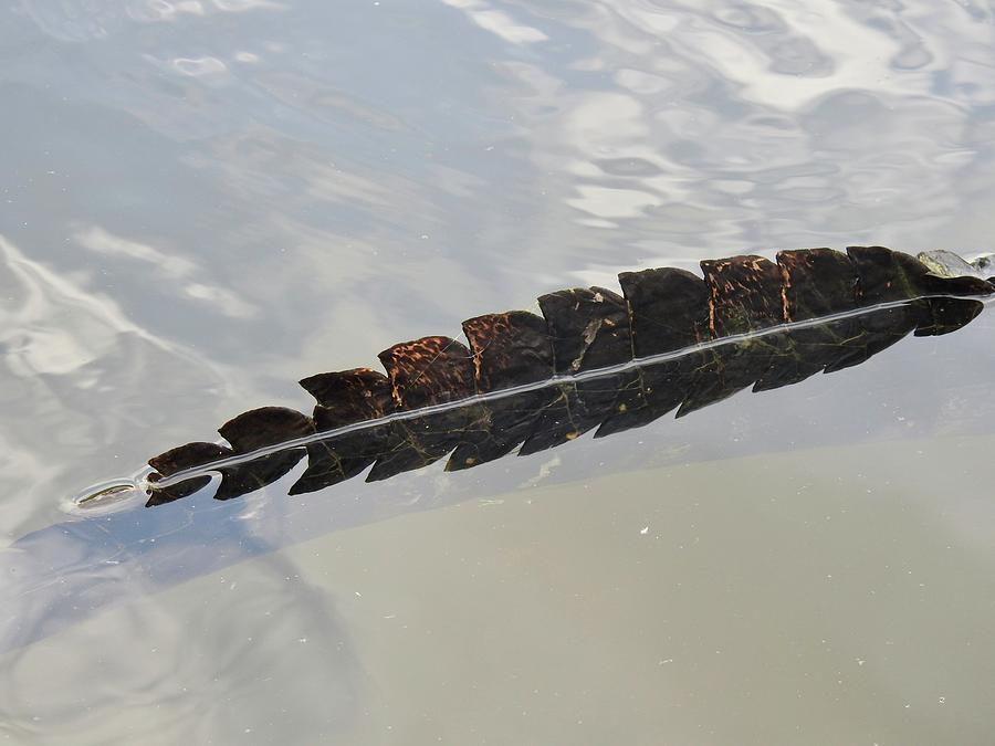 Alligator tail Photograph by Kenneth Summers - Fine Art America