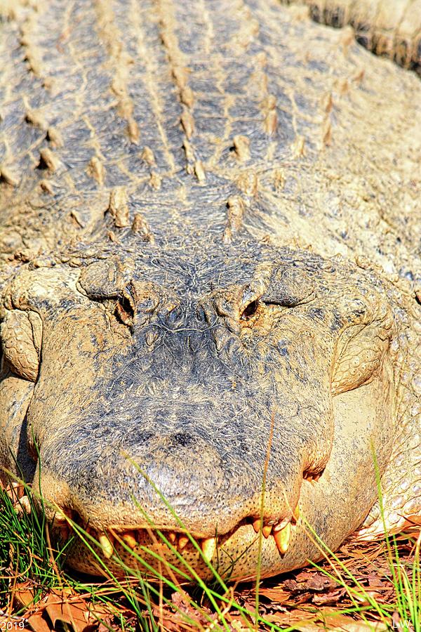 Alligator Vertical Photograph by Lisa Wooten