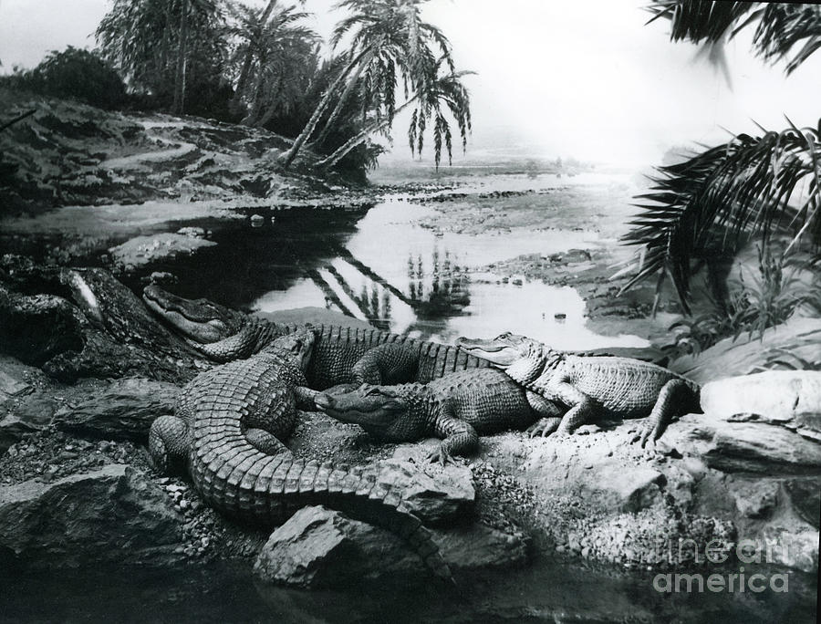 Alligators, In A Panorama Setting, At London Zoo, 1928 Photograph by Frederick William Bond