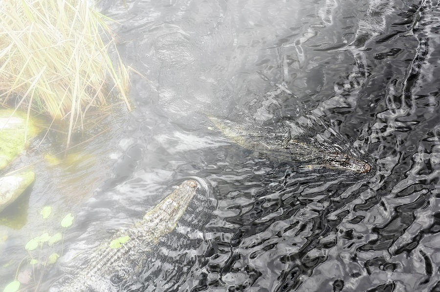 Alligators in Everglades National Park Photograph by Rebecca Carr