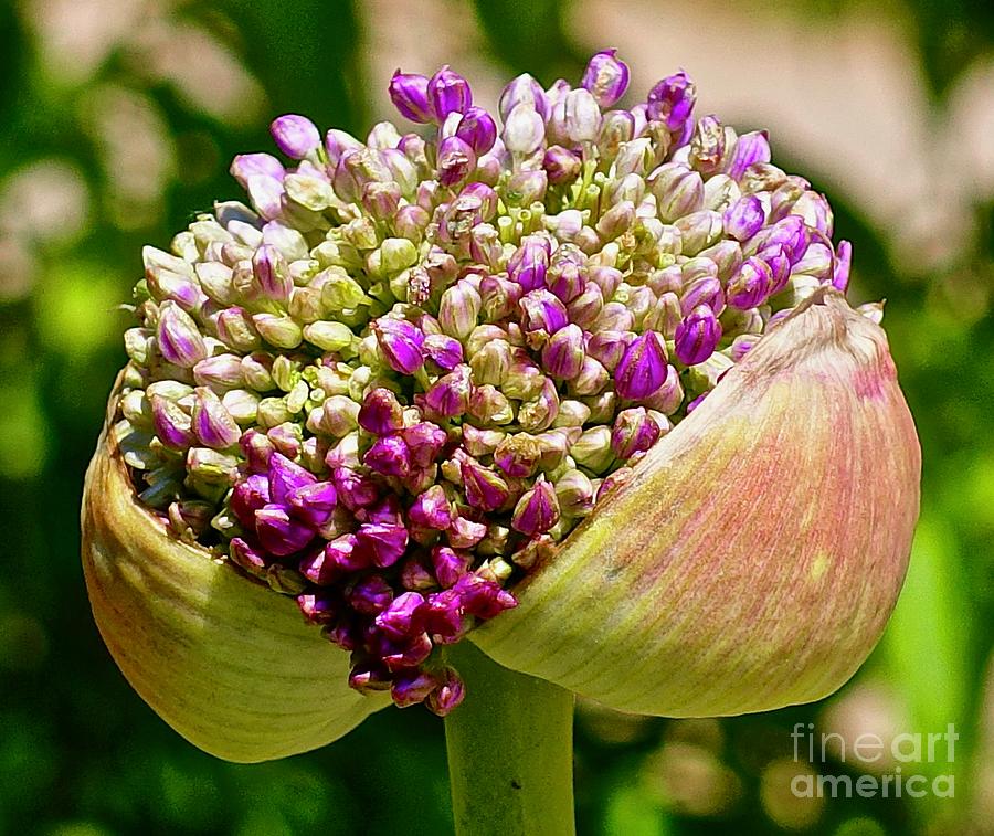 Allium Ambassador Photograph by Elisabeth Derichs