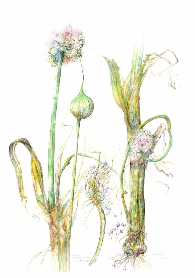 Allium ampeloprasum L Painting by Gloria Newlan