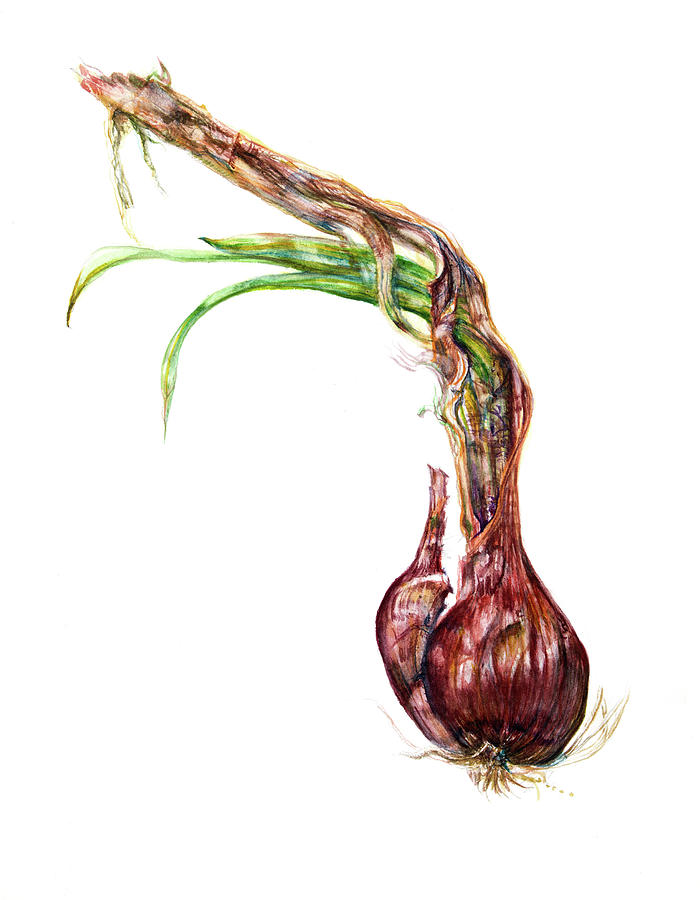 Allium cepa Painting by Gloria Newlan