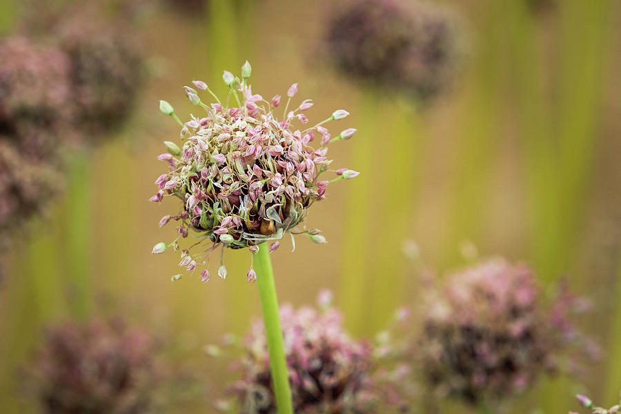 Allium Photograph by Chris Smith
