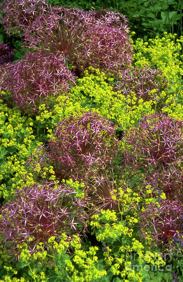 Allium Christophii & Alchemilla. Photograph by Mike Comb/science Photo Library