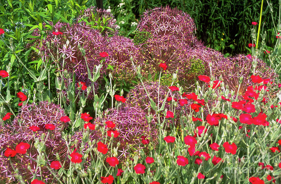 Allium Christophii & Lychnis. Photograph by Mike Comb/science Photo Library