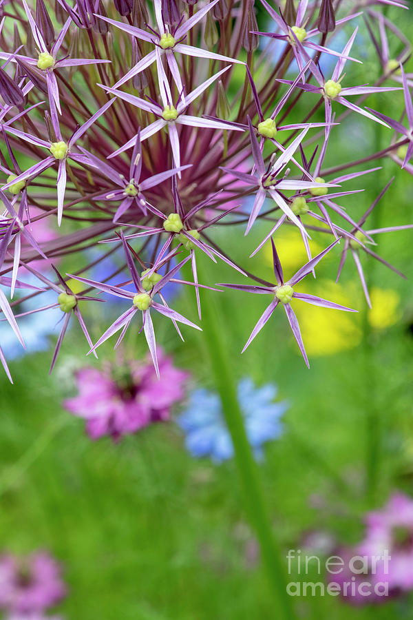 Allium Christophii Colour Photograph by Tim Gainey