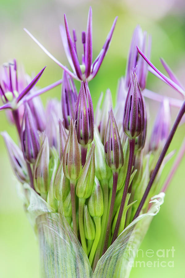Allium Christophii Flower Buds Emerging Photograph by Tim Gainey
