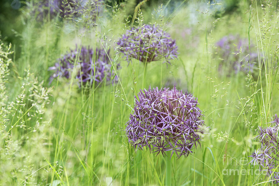 Allium Christophii Flowering in Long Grass Photograph by Tim Gainey