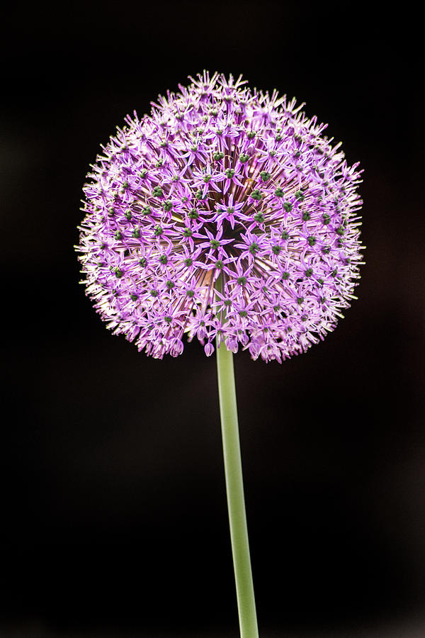 Allium Photograph by Don Johnson