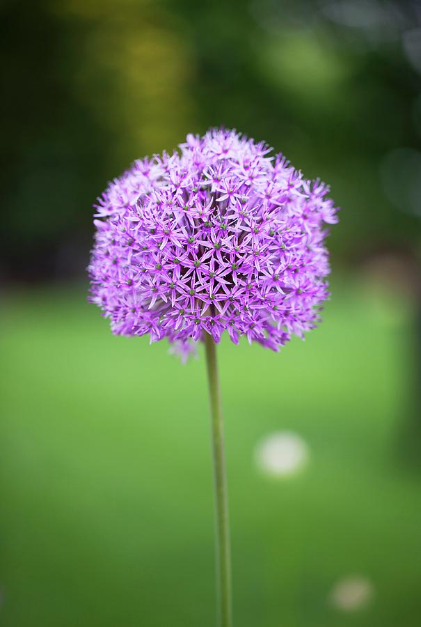 Allium Flower Photograph by Yelena Strokin