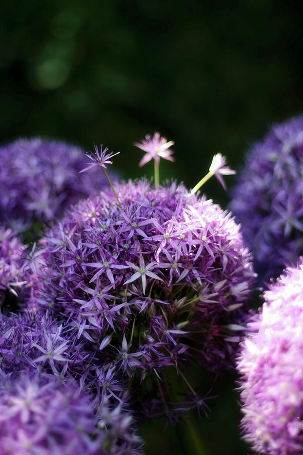 Allium Flowers Photograph by Alexandra Panella