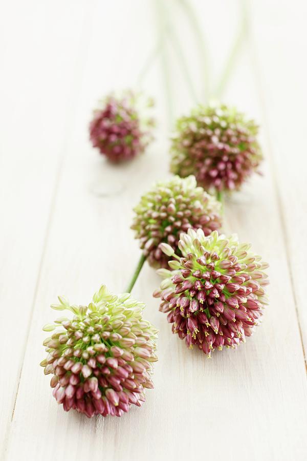 Allium Flowers On A Wooden Surface Photograph by Petr Gross