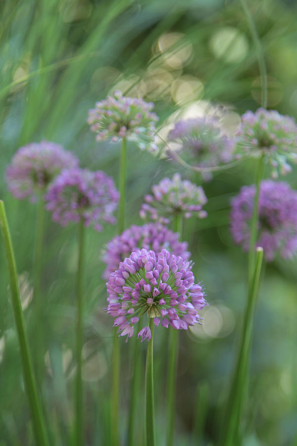 Allium Flowers Photograph by Sonja Zelano