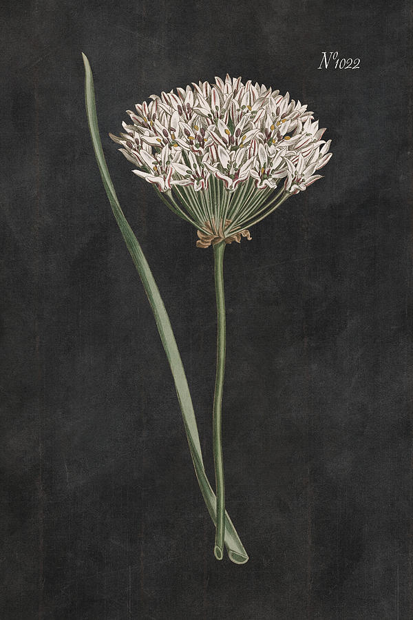Flower Drawing - Allium I On Black by Wild Apple Portfolio