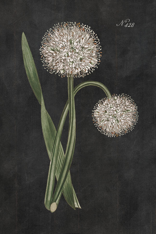 Flower Mixed Media - Allium II On Black by Wild Apple Portfolio