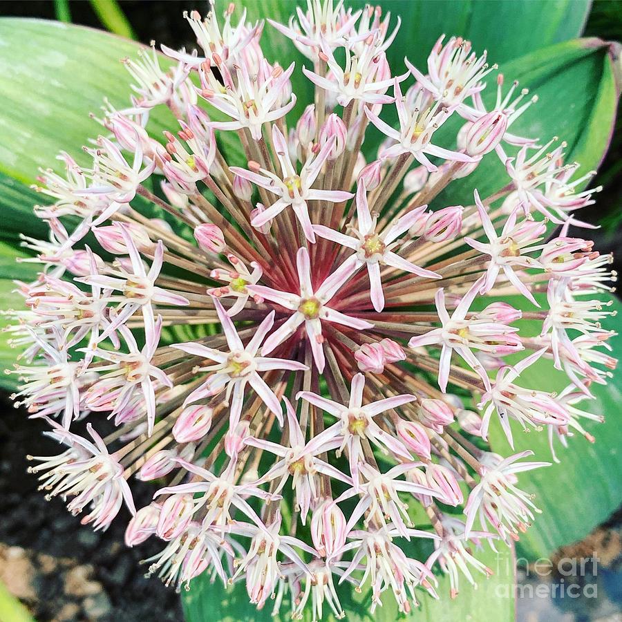Allium Karataviense Flower Photograph by HD Connelly