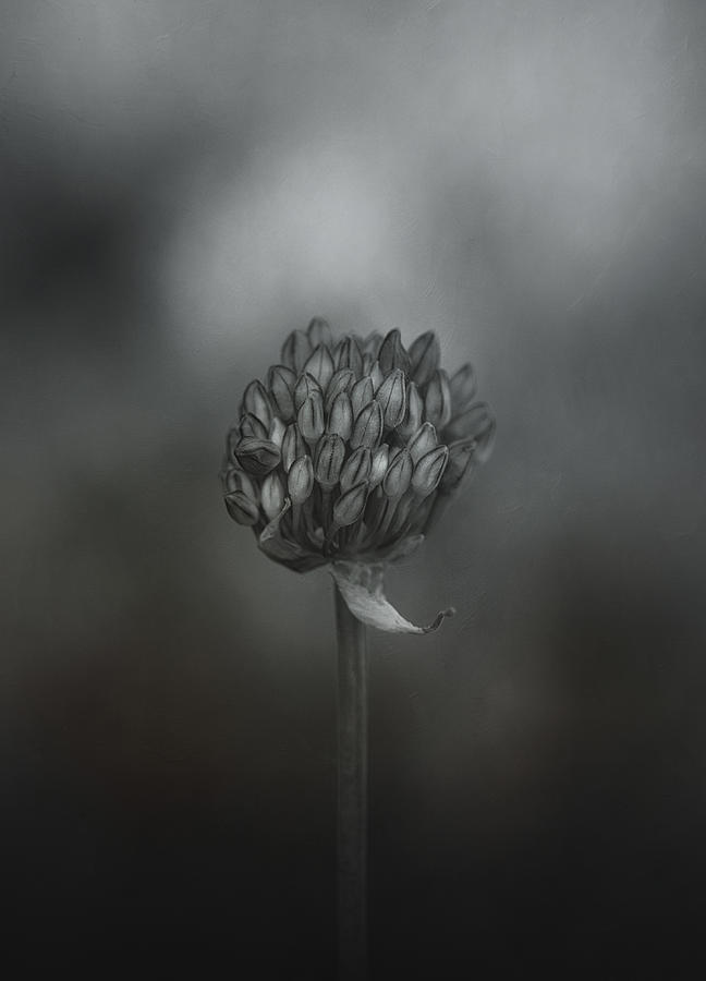 Still Life Photograph - Allium by Lotte Grnkjr