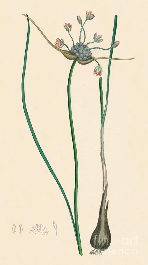 Allium Oleraceum Drawing by Print Collector