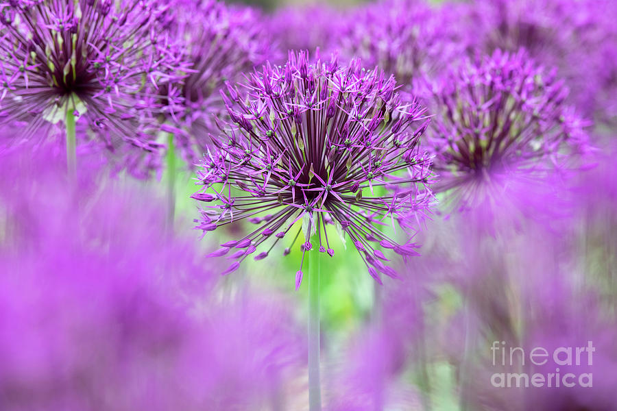 Allium Purple Rain Flowers Abstract Photograph by Tim Gainey