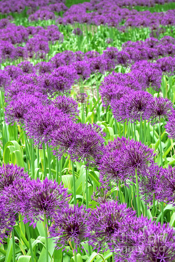 Allium Purple Rain Flowers in May Photograph by Tim Gainey