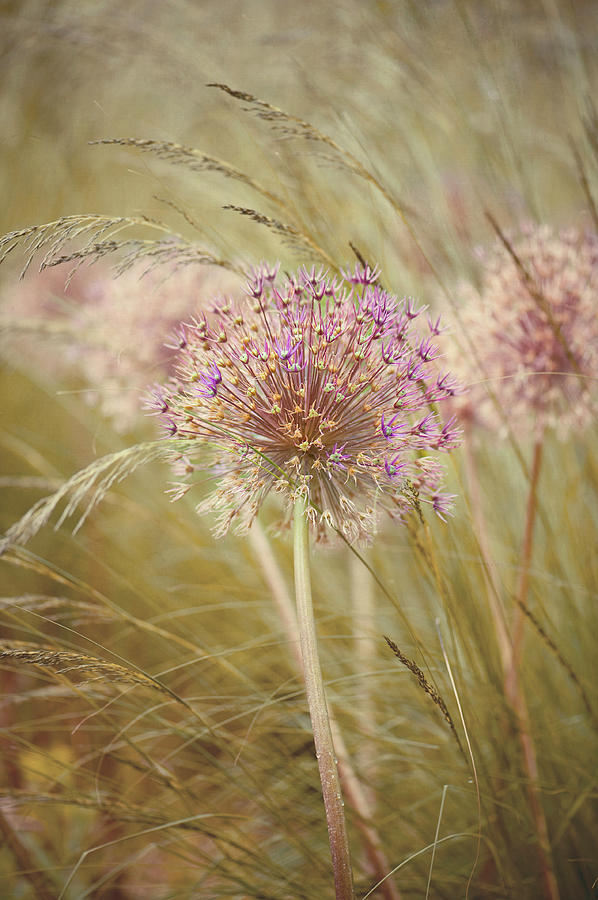 Allium Purple Sensation Photograph by Jacky Parker Photography