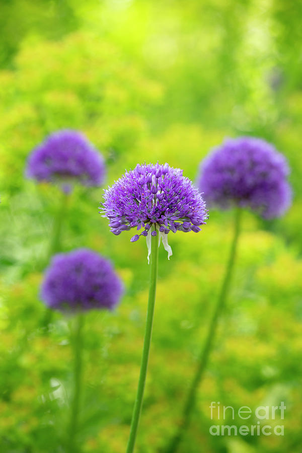 Nature Photograph - Allium Purple Sensation by Tim Gainey