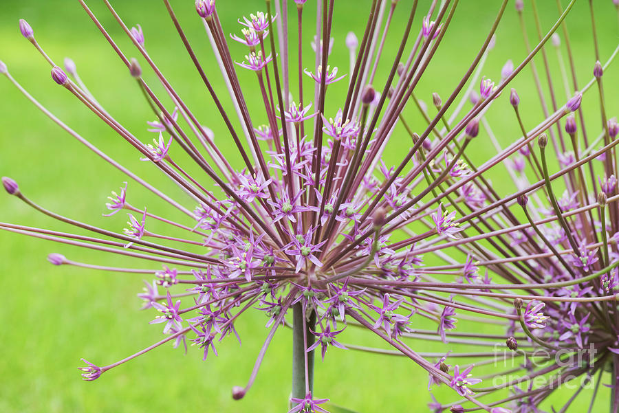  Allium Schubertii Flower Photograph by Tim Gainey