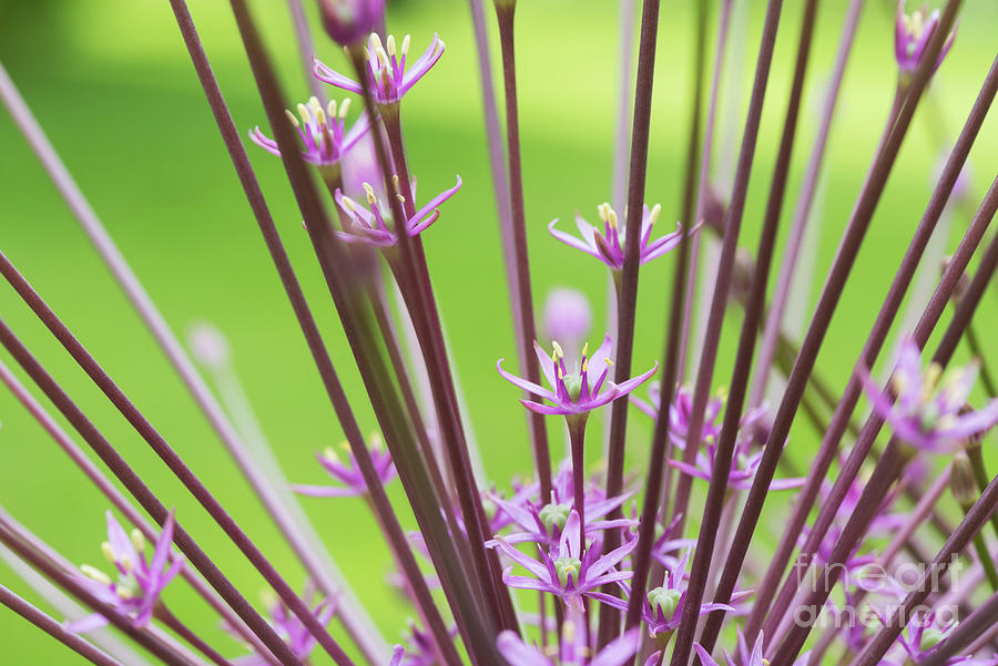  Allium Schubertii Flowering Photograph by Tim Gainey