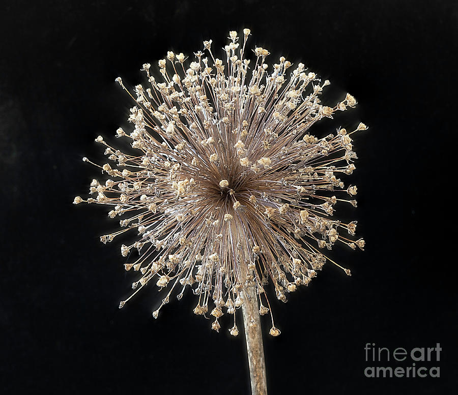 Allium Seedhead Photograph by Ann Jacobson