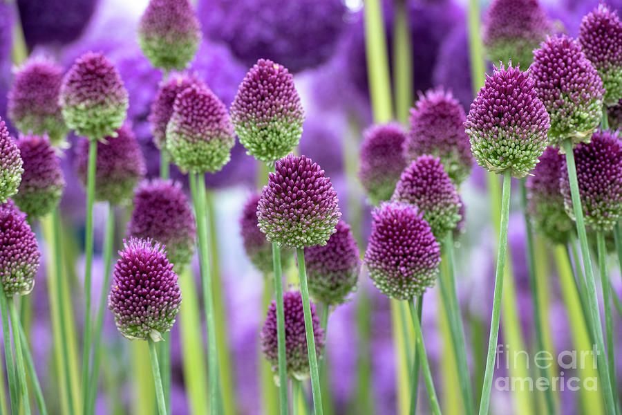 Allium Sphaerocephalon Flowers Pattern Photograph by Tim Gainey