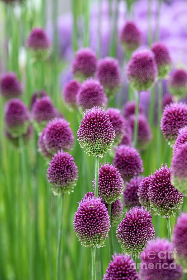 Allium Sphaerocephalon Flowers  Photograph by Tim Gainey