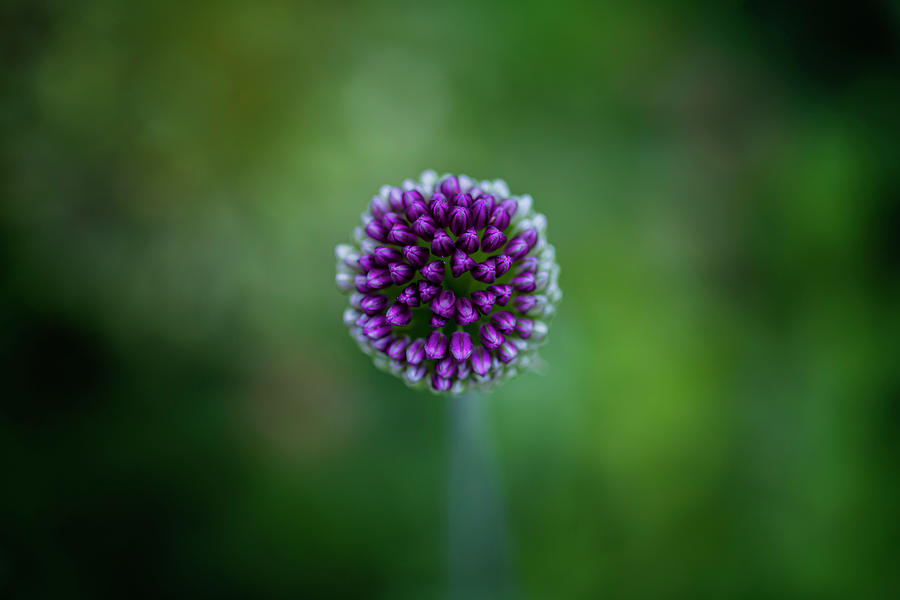 Allium Sphaerocephalum L. Photograph by Robert Ullmann