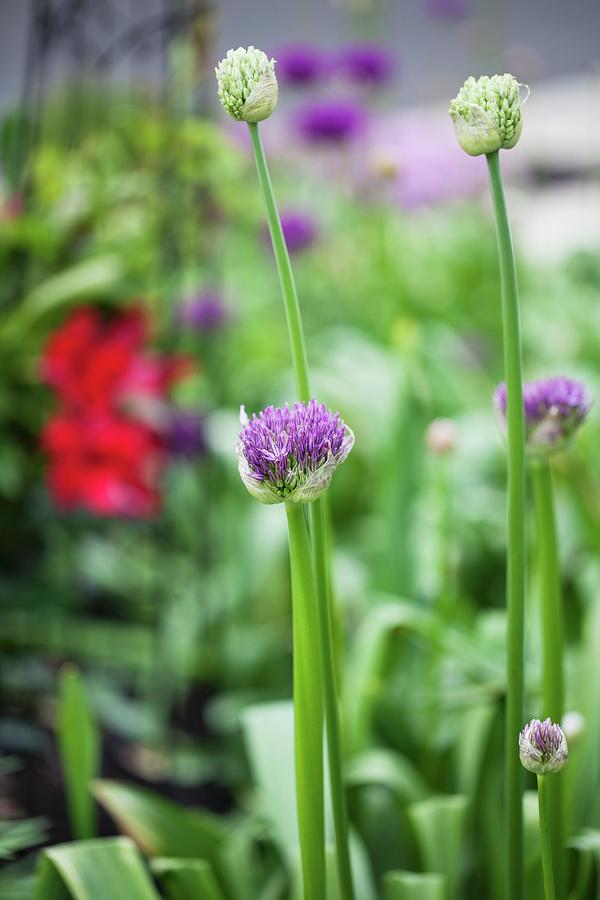 Allium Starting To Bloom Photograph by Yelena Strokin