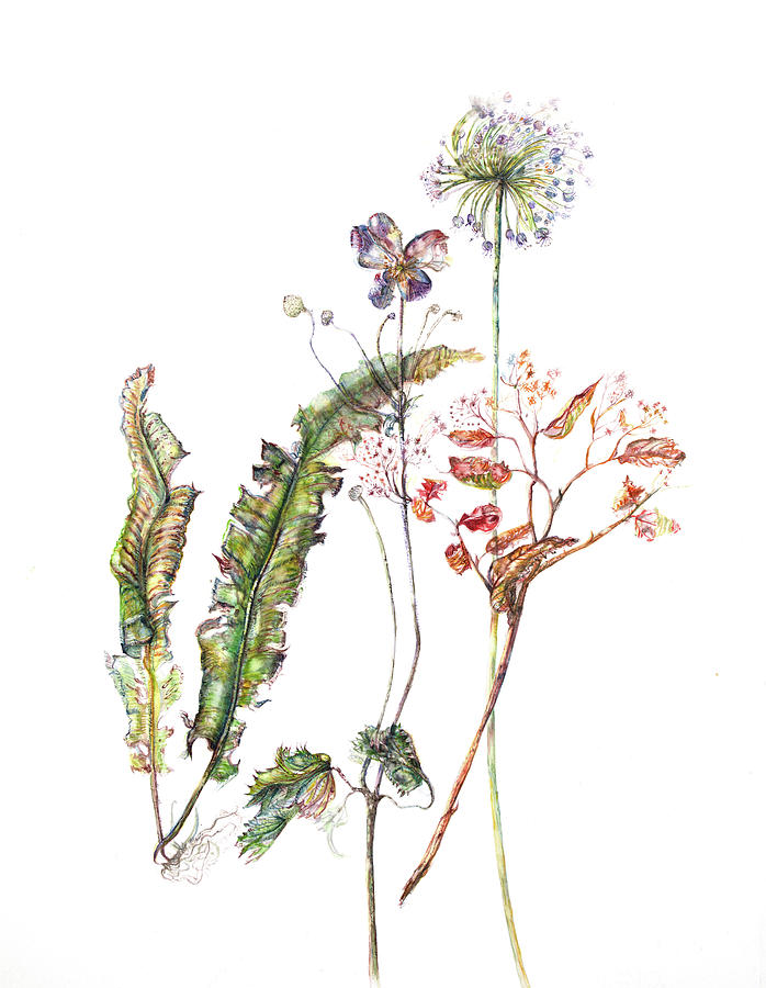 Allium, Tongue Fern and Japanese Anenome Painting by Gloria Newlan