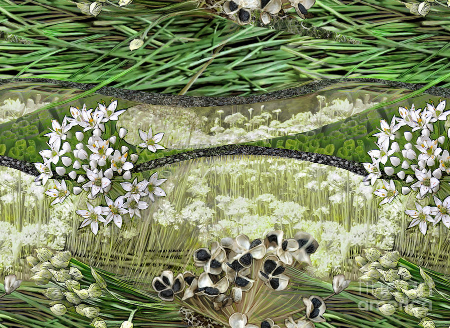 Allium Tuberosum by CR Leyland Allium Tuberosum by CR Leyland