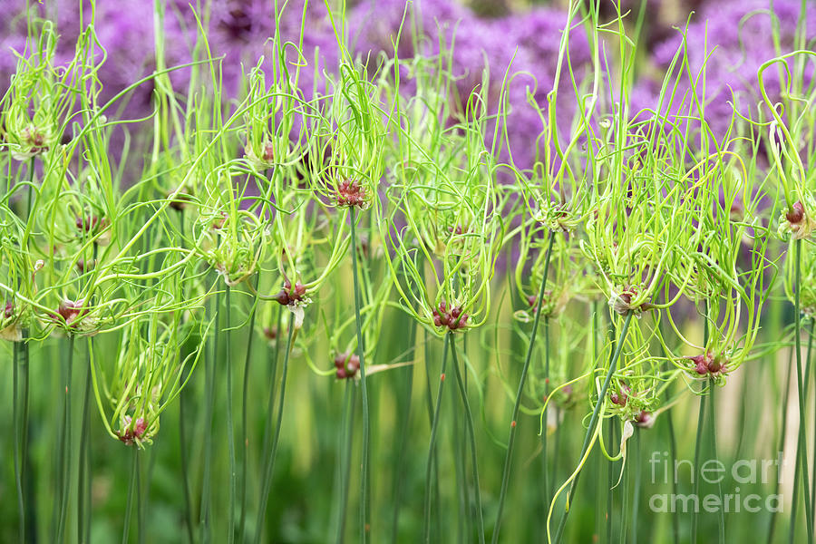 Allium Vineale Dready  Photograph by Tim Gainey