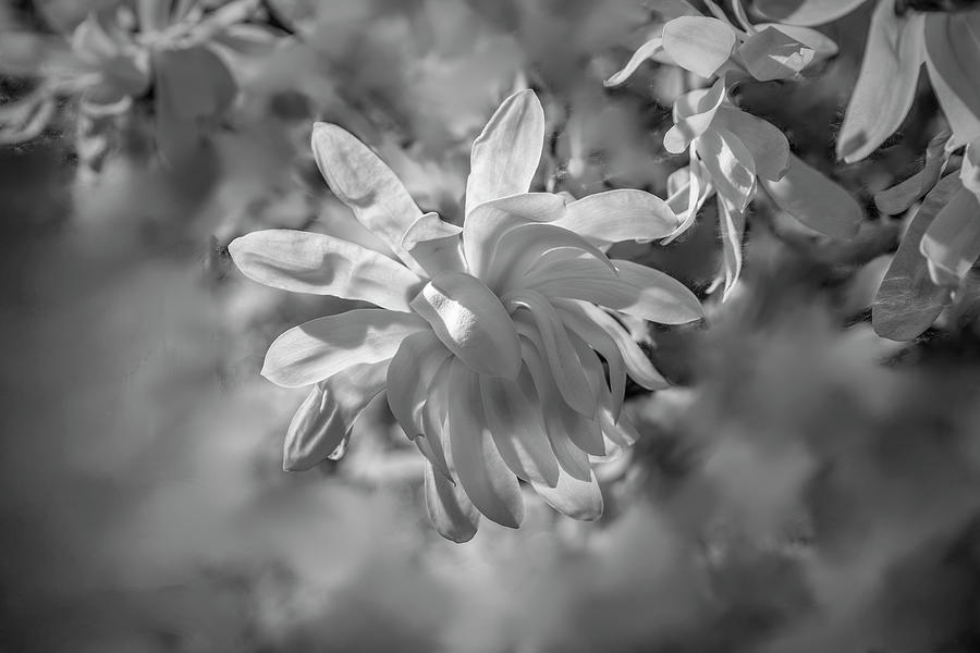Flower Photograph - Allmost White BW #i6 by Leif Sohlman