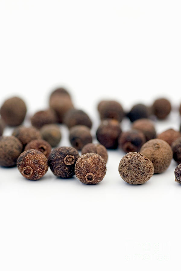 Allspice Berries Photograph by Geoff Kidd/science Photo Library