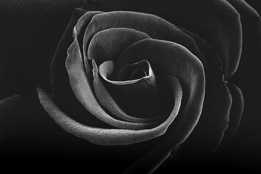Alluring Black And White Rose Photograph by Hblee