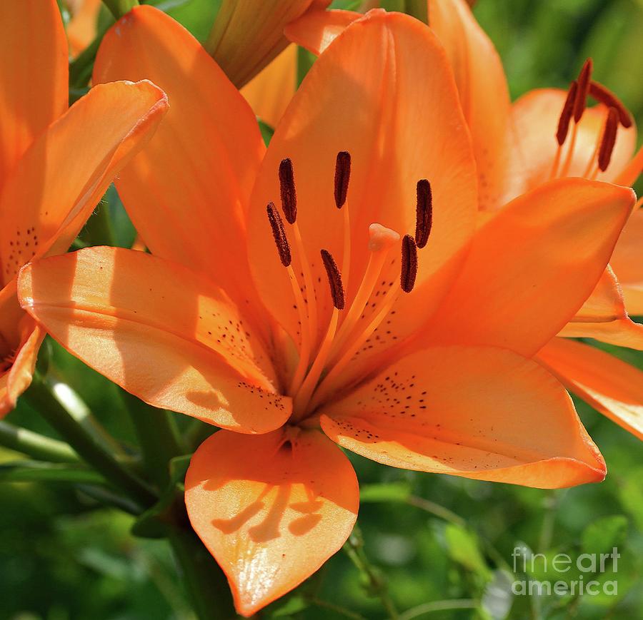 Lily Photograph - Alluring Oriental Lily by Cindy Treger
