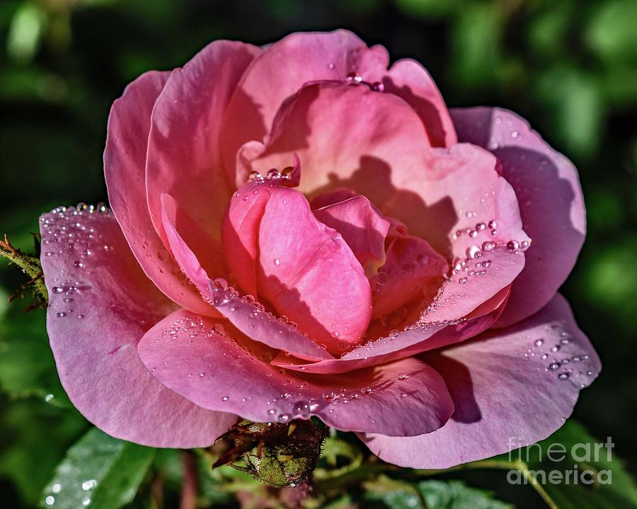 Alluring Peachy Knock Out Rose Photograph