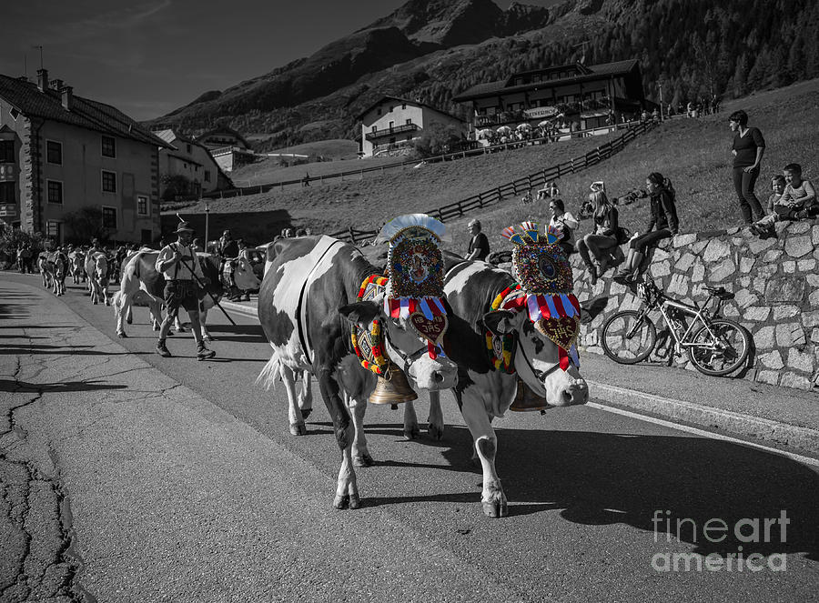 Cow Photograph - Almabtrieb in South Tyrol by Eva Lechner