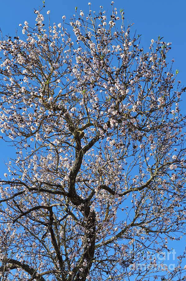 Almond Blossom by Angelo DeVal Almond Blossom by Angelo DeVal