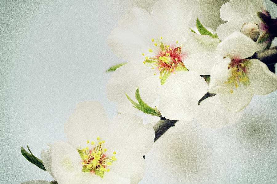 Almond Blossom Photograph by Cornelia Doerr