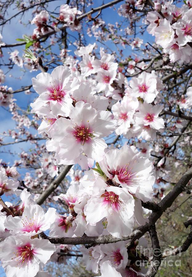 Almond Blossom (prunus Dulcis) Photograph by Cordelia Molloy/science Photo Library