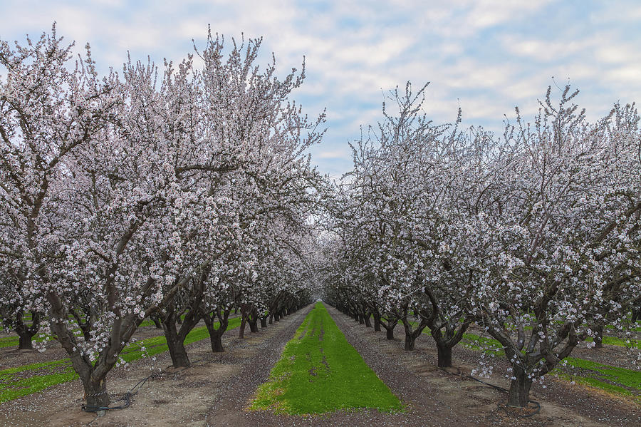Almond Blossoms  Photograph by Jonathan Nguyen