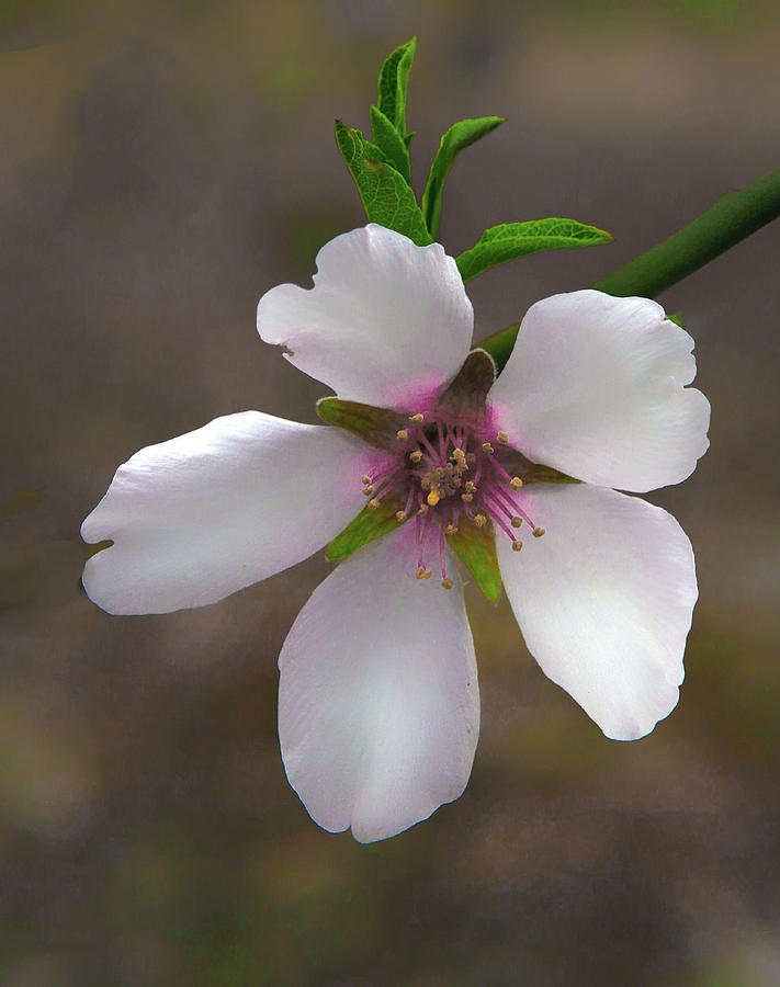 Almond Blossum Photograph by Floyd Hopper
