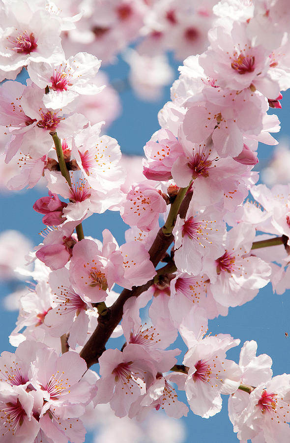 Almond In Blossom, Weinstrasse, Rhineland-palatinate, Germany, Europe Photograph by Foto Herzig